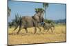 African Bush Elephant (Loxodonta Africana) Mother with Calf, Liwonde National Park, Malawi, Africa-Michael Runkel-Mounted Photographic Print