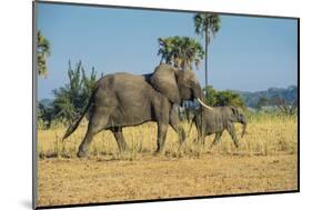 African Bush Elephant (Loxodonta Africana) Mother with Calf, Liwonde National Park, Malawi, Africa-Michael Runkel-Mounted Photographic Print