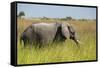 African Bush Elephant-Michele Westmorland-Framed Stretched Canvas