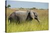 African Bush Elephant-Michele Westmorland-Stretched Canvas