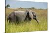 African Bush Elephant-Michele Westmorland-Stretched Canvas