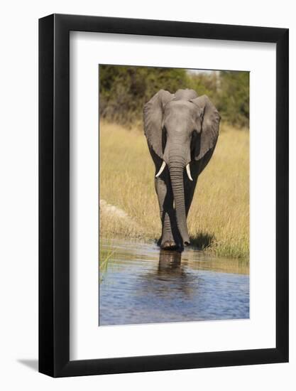 African Bush Elephant-Michele Westmorland-Framed Photographic Print