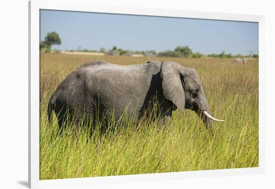 African Bush Elephant-Michele Westmorland-Framed Photographic Print