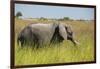 African Bush Elephant-Michele Westmorland-Framed Photographic Print
