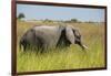 African Bush Elephant-Michele Westmorland-Framed Photographic Print