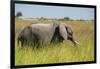 African Bush Elephant-Michele Westmorland-Framed Photographic Print