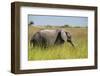 African Bush Elephant-Michele Westmorland-Framed Photographic Print