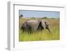 African Bush Elephant-Michele Westmorland-Framed Photographic Print