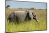 African Bush Elephant-Michele Westmorland-Mounted Photographic Print