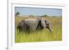 African Bush Elephant-Michele Westmorland-Framed Photographic Print