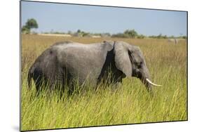 African Bush Elephant-Michele Westmorland-Mounted Photographic Print