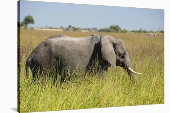 African Bush Elephant-Michele Westmorland-Stretched Canvas