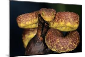 African Bush Viper (Atheris Squamigera) Captive, From Africa-Michael D. Kern-Mounted Photographic Print