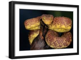 African Bush Viper (Atheris Squamigera) Captive, From Africa-Michael D. Kern-Framed Photographic Print