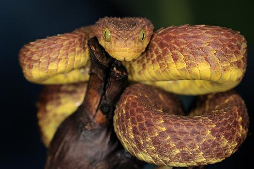 African Bush Viper (Atheris Squamigera) Captive, From Africa' Photographic  Print - Michael D. Kern