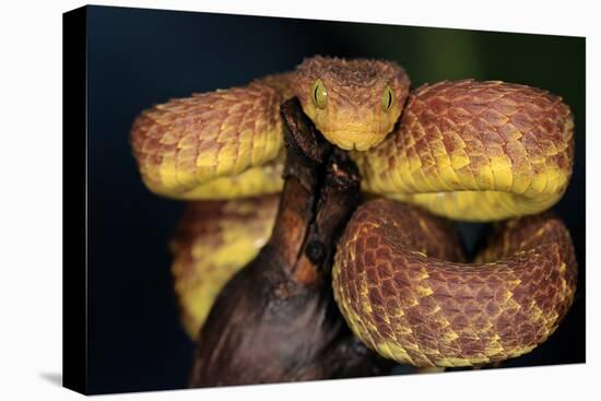 African Bush Viper (Atheris Squamigera) Captive, From Africa-Michael D. Kern-Stretched Canvas