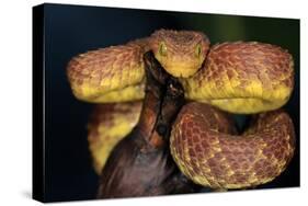 African Bush Viper (Atheris Squamigera) Captive, From Africa-Michael D. Kern-Stretched Canvas