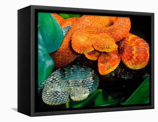 African Bush Viper Trio-David Northcott-Framed Stretched Canvas