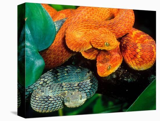 African Bush Viper Trio-David Northcott-Stretched Canvas