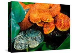 African Bush Viper Trio-David Northcott-Stretched Canvas