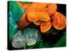 African Bush Viper Trio-David Northcott-Stretched Canvas