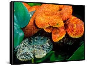 African Bush Viper Trio-David Northcott-Framed Stretched Canvas