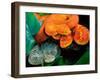 African Bush Viper Trio-David Northcott-Framed Premium Photographic Print