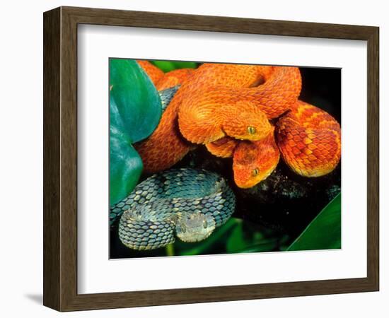 African Bush Viper Trio-David Northcott-Framed Photographic Print