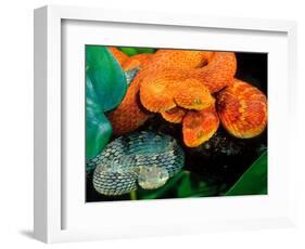 African Bush Viper Trio-David Northcott-Framed Photographic Print