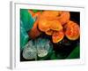 African Bush Viper Trio-David Northcott-Framed Photographic Print