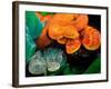 African Bush Viper Trio-David Northcott-Framed Photographic Print