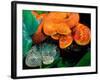 African Bush Viper Trio-David Northcott-Framed Photographic Print