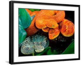 African Bush Viper Trio-David Northcott-Framed Photographic Print