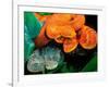 African Bush Viper Trio-David Northcott-Framed Photographic Print