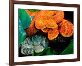 African Bush Viper Trio-David Northcott-Framed Photographic Print