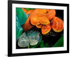 African Bush Viper Trio-David Northcott-Framed Photographic Print