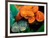 African Bush Viper Trio-David Northcott-Framed Photographic Print