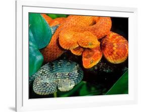 African Bush Viper Trio-David Northcott-Framed Photographic Print