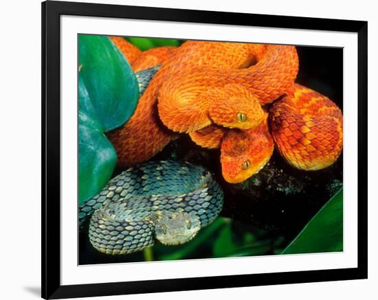 African Bush Viper Trio-David Northcott-Framed Photographic Print