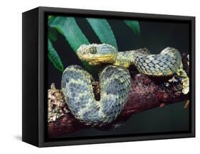 African Bush Viper-David Northcott-Framed Stretched Canvas