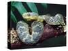 African Bush Viper-David Northcott-Stretched Canvas