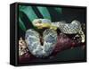 African Bush Viper-David Northcott-Framed Stretched Canvas