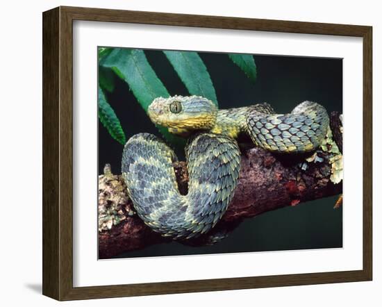 African Bush Viper-David Northcott-Framed Premium Photographic Print
