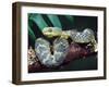 African Bush Viper-David Northcott-Framed Premium Photographic Print