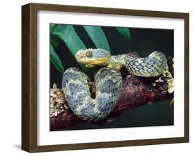 African Bush Viper-David Northcott-Framed Premium Photographic Print