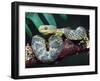 African Bush Viper-David Northcott-Framed Premium Photographic Print