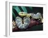 African Bush Viper-David Northcott-Framed Premium Photographic Print