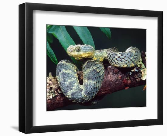 African Bush Viper-David Northcott-Framed Photographic Print