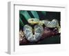 African Bush Viper-David Northcott-Framed Photographic Print