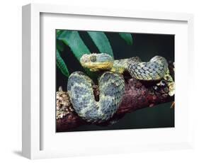 African Bush Viper-David Northcott-Framed Photographic Print